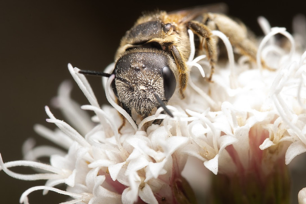 A small gray bee, Halictus ligatus, dips its head into the cluster of white shrubby snakeroot flowers