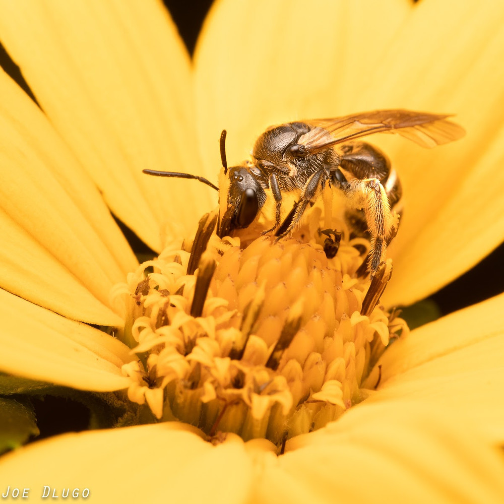 A female Lasioglossum sweat bee on woodland sunflower