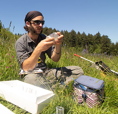 A man in a field of wildflowers looking closely at an insect in a container