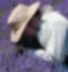 Will Peterman photographing in a field of lavender