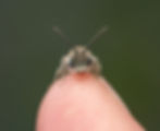 Andrena sp..jpg