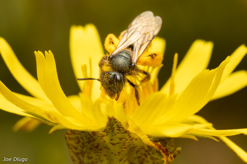 A metallic green colored mining bee with hind legs filled with pollen begins a plunge into the floral center of a Puget Sound Agoseris flower