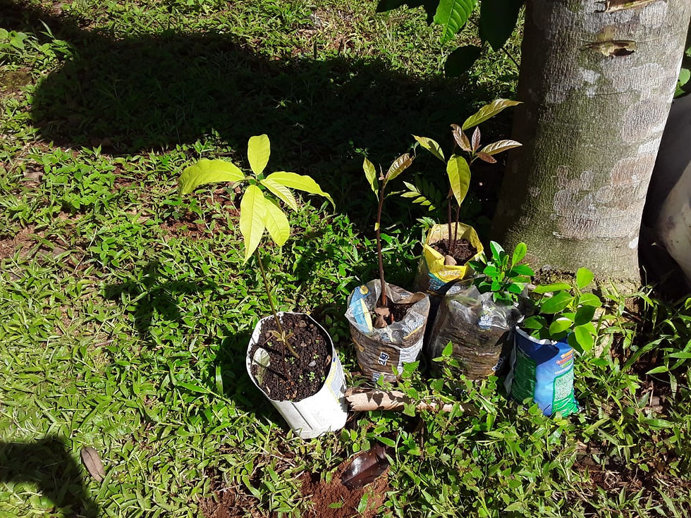 Vivero