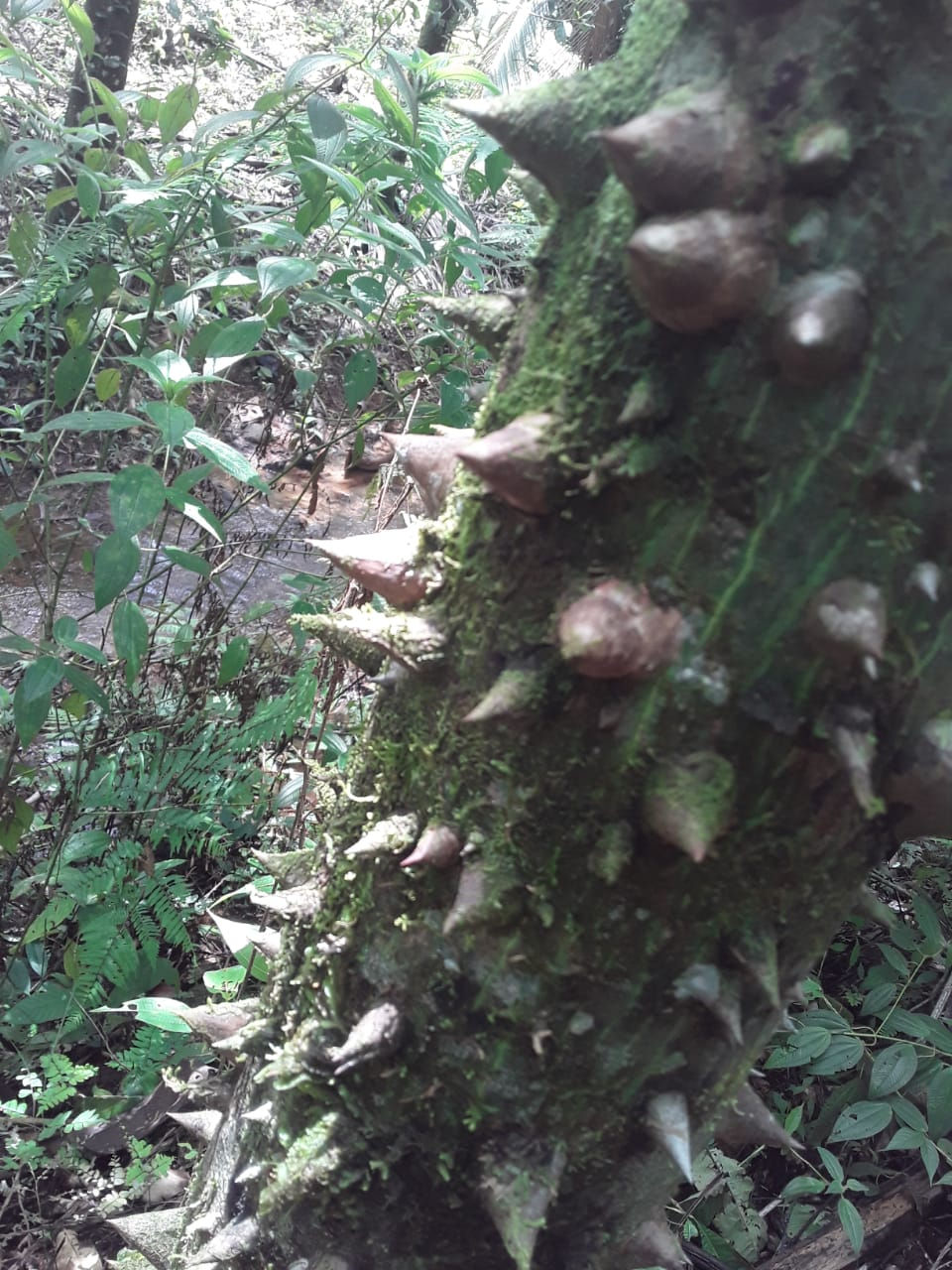 Pochote