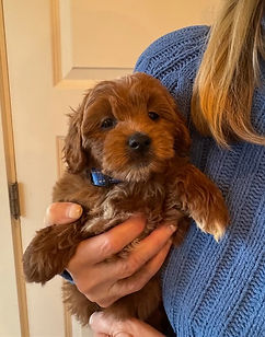 Australian Labradoodle Puppies from Sophie and Winston's September 2025 Litter