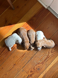 Australian Labradoodle Puppies from Sophie and Winston's March 2025 Litter