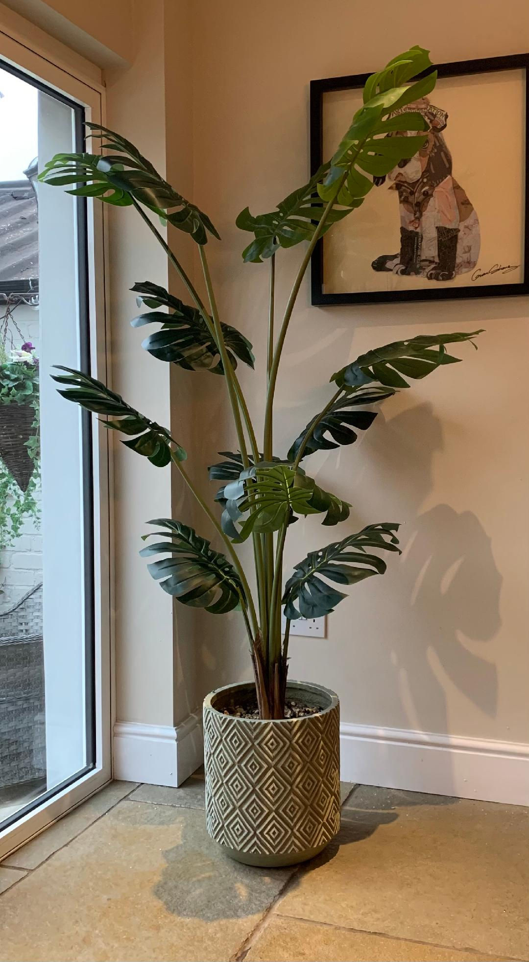 SK209 Tall Monstera Cheese Plant 200cm