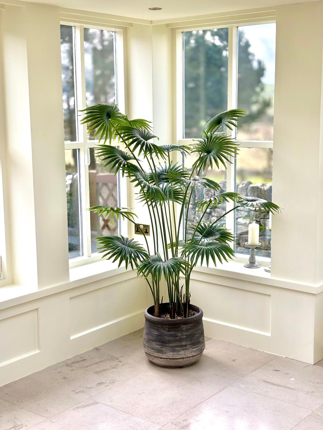 SK207 Fan Palm Large Pot