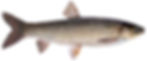 Amur 350g 36cm