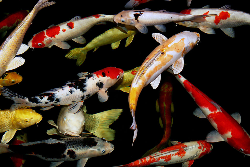 Miniatyrbild: Koikarp 16cm 50g