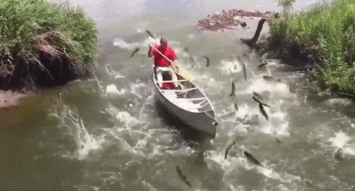 fish jumping into a boat.gif