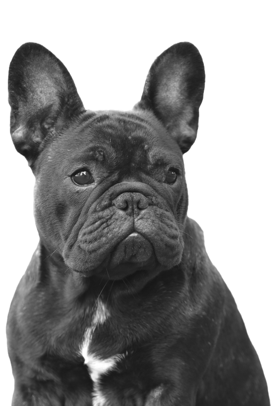 Chiots bouledogue français disponibles - TomKings Kennel, image size:886x1330