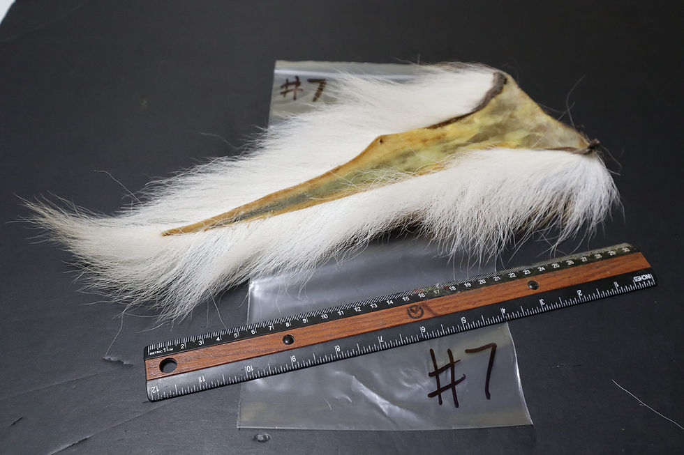 Thumbnail: Quebec Natural Buckltail Super Select