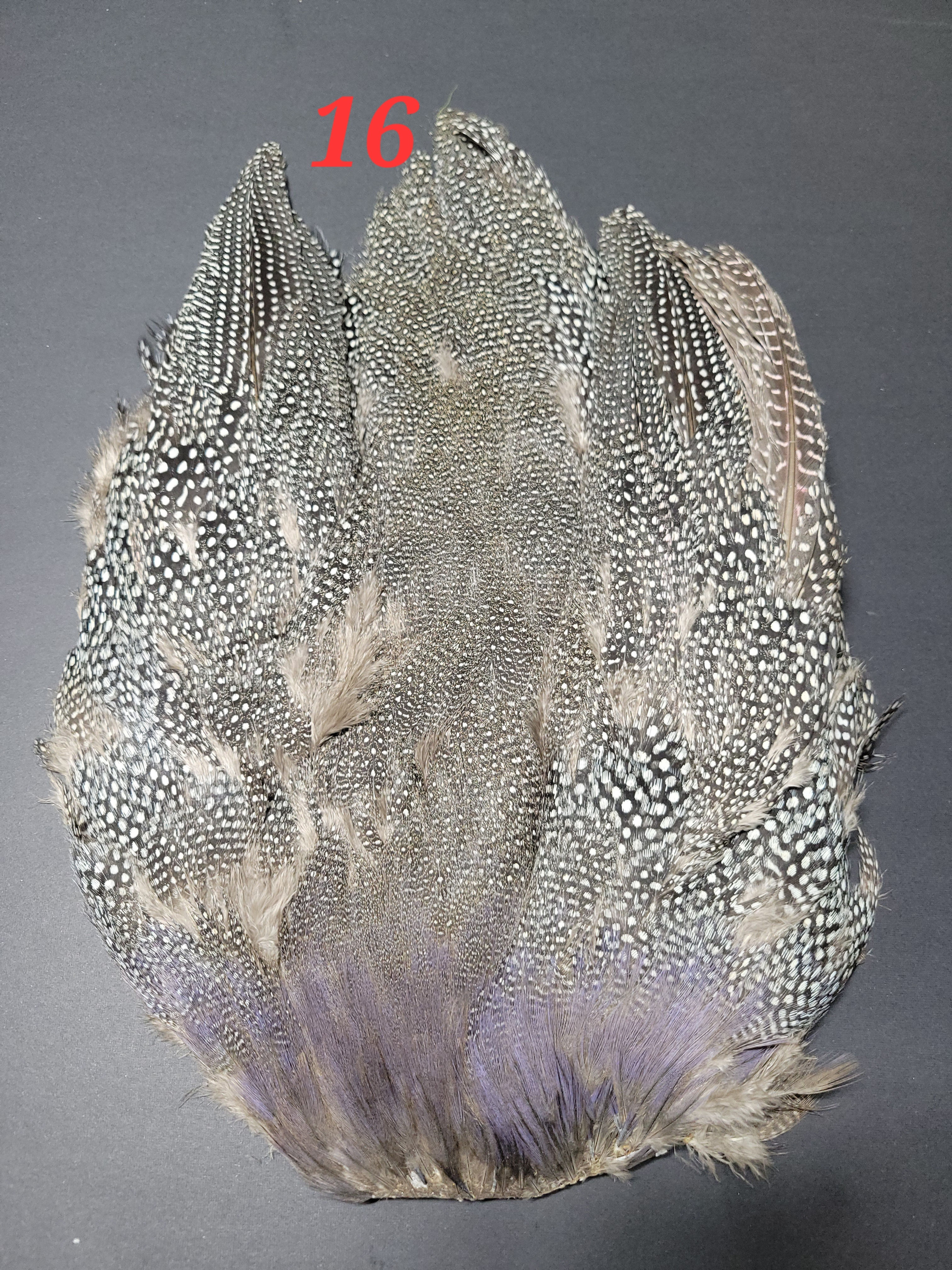 Peau de Poule de Guinée 16-20