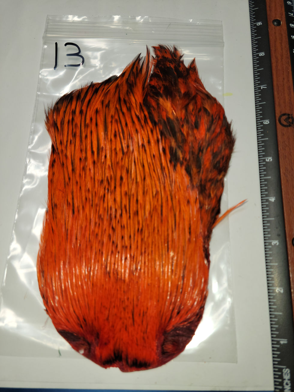 Miniature : Cou de Coq Super Select AAA Naturel Badger Teint Hot Orange