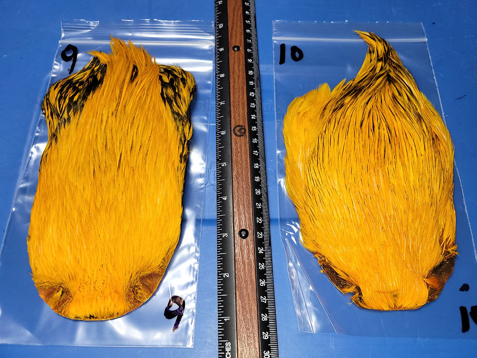 Thumbnail: Neck- Rooster Cape Super Select AAA Natural Badger Dyed Sunburst 1-30