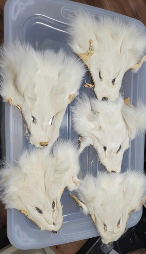 Masque De Renard Shadow Blanc Fox Aaa Shed ร Plumes Masque De Renard Shadow Blanc Fox Aaa Shed ร Plumes