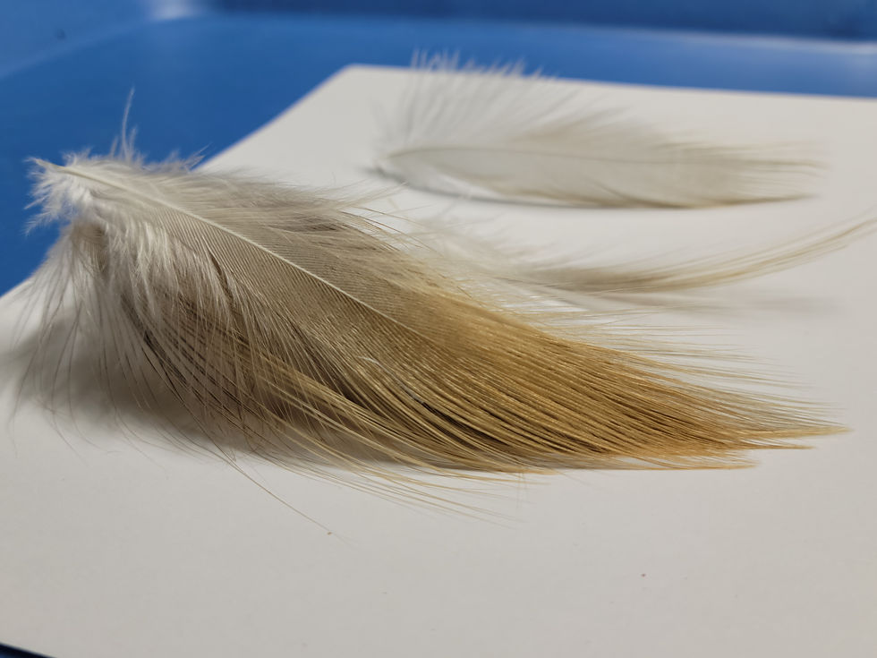 Miniature : Nos Plumes AAA de Héron Light Ginger Dun Naturel