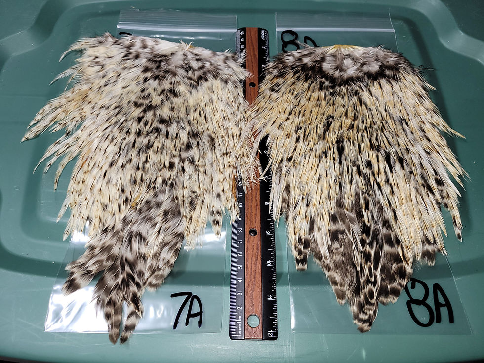 Thumbnail: Our Rooster Saddles Medium - Large Super Select A - AAA Light Speckled BADGER