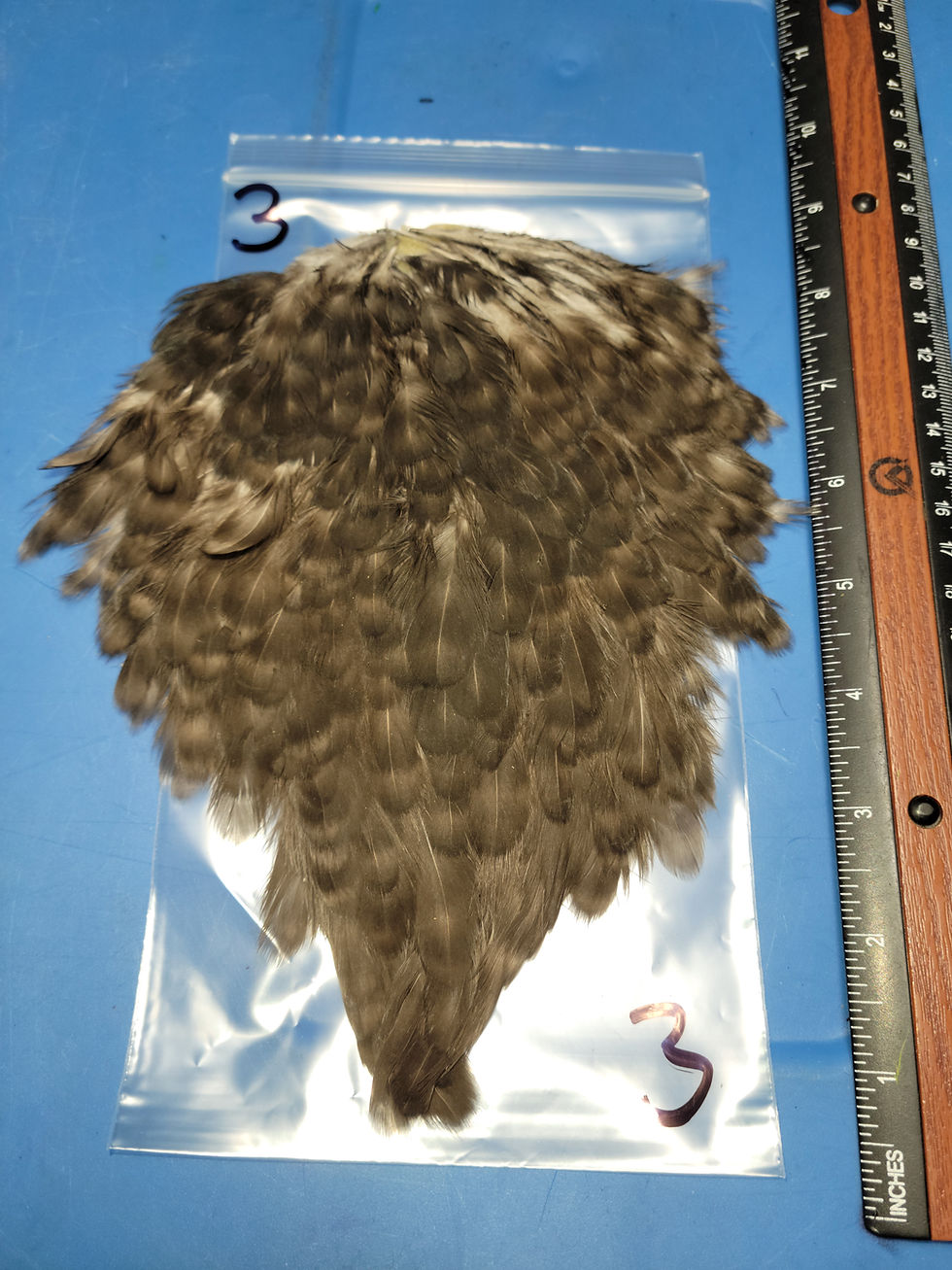 Thumbnail: Natural Grizzly Hen Saddles Variant Soft Hackle