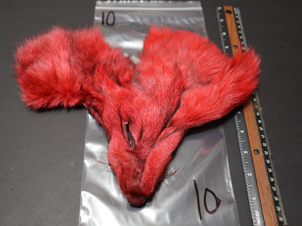 Thumbnail: Masque de Blue  Fox SELECT AAA Teint ROUGE - RED