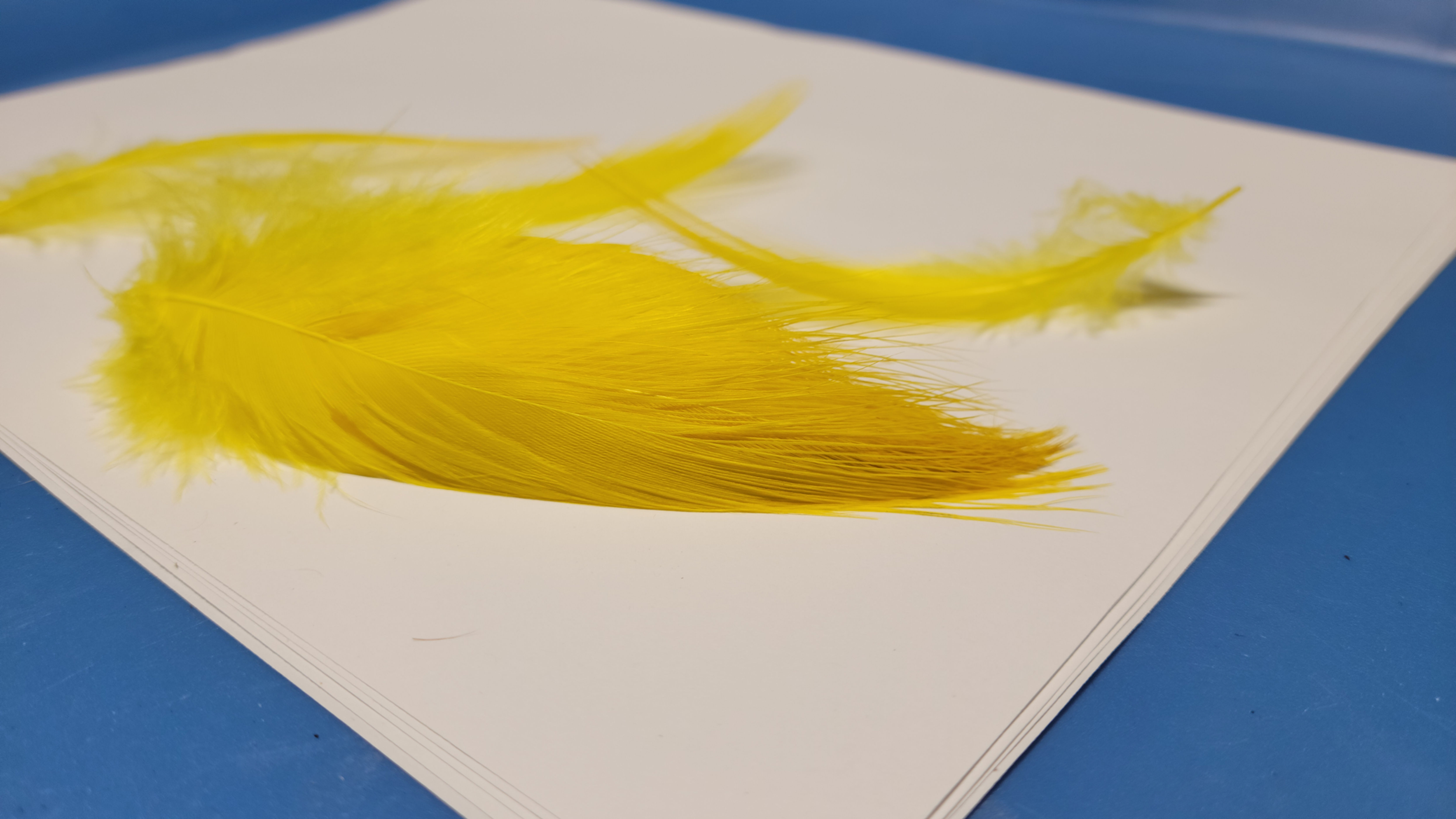 Plumes AAA de Héron Teint Vif - Hot Yellow