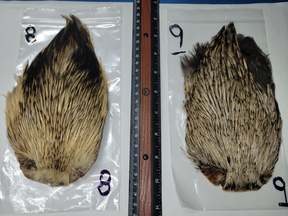 Miniature : Cou - Cape de Coq Super Select AAA Golden Badger Naturel