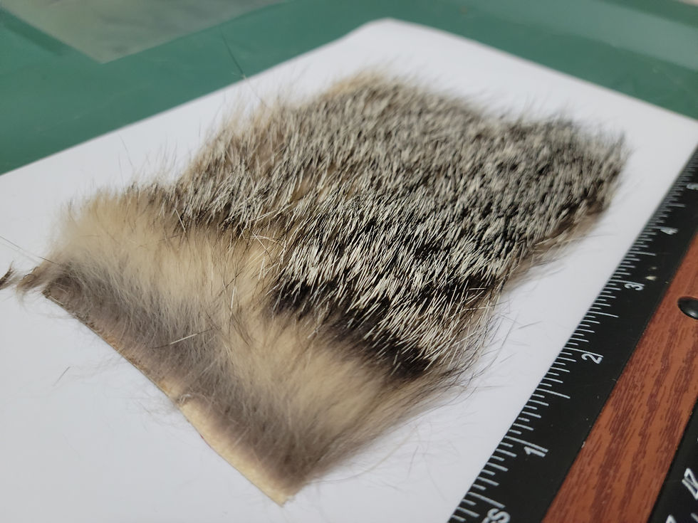 Thumbnail: Gray Fox Pieces of 3''x 4'' or 8 cm x 10 cm