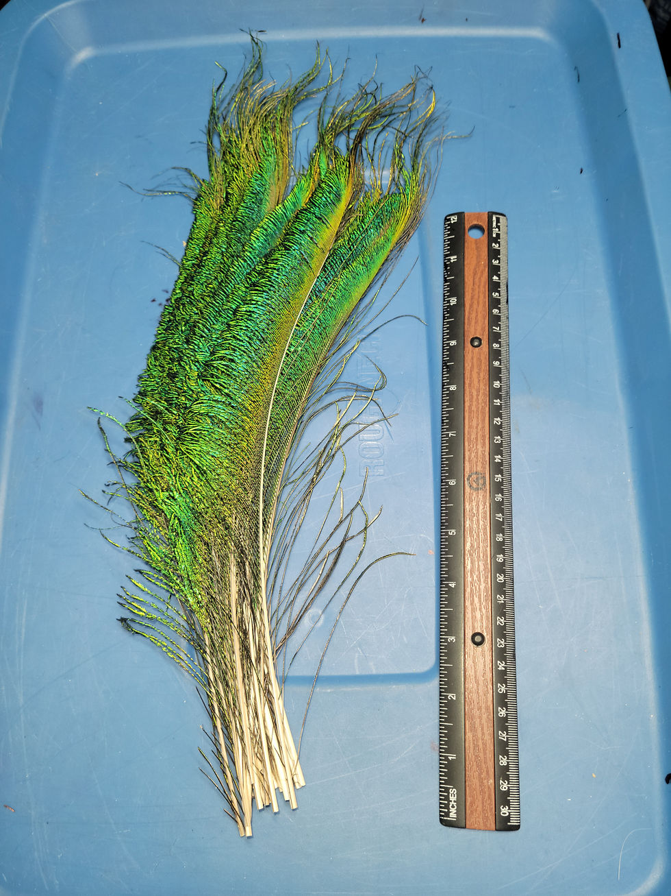 Miniature : Jumbo Sabre de Paon 12 à 14  Pouces- Couleur Naturelle - Qualité AAA