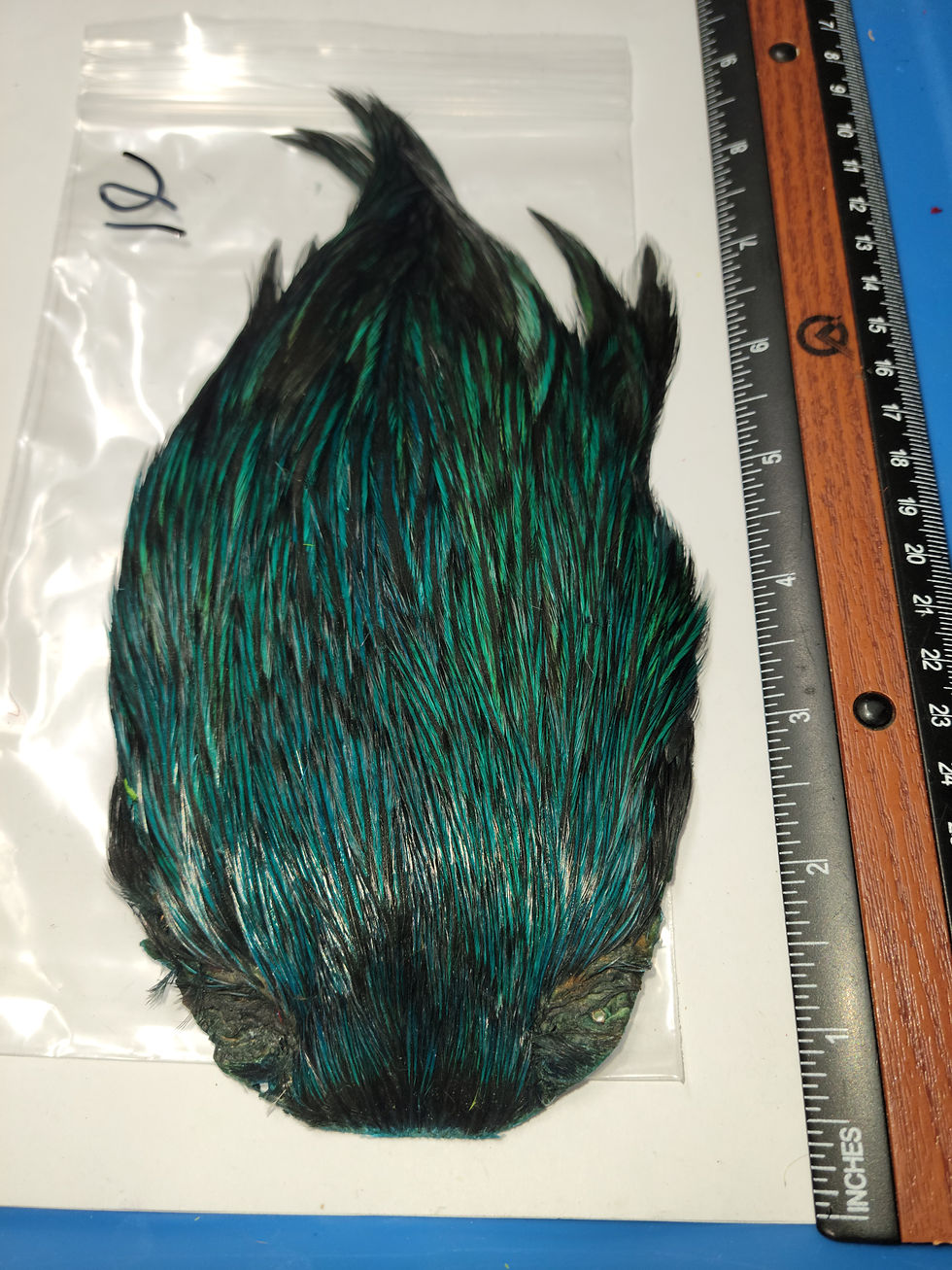 Miniature : Cou de Coq Super Select AAA Naturel Badger Teint Blue Chill