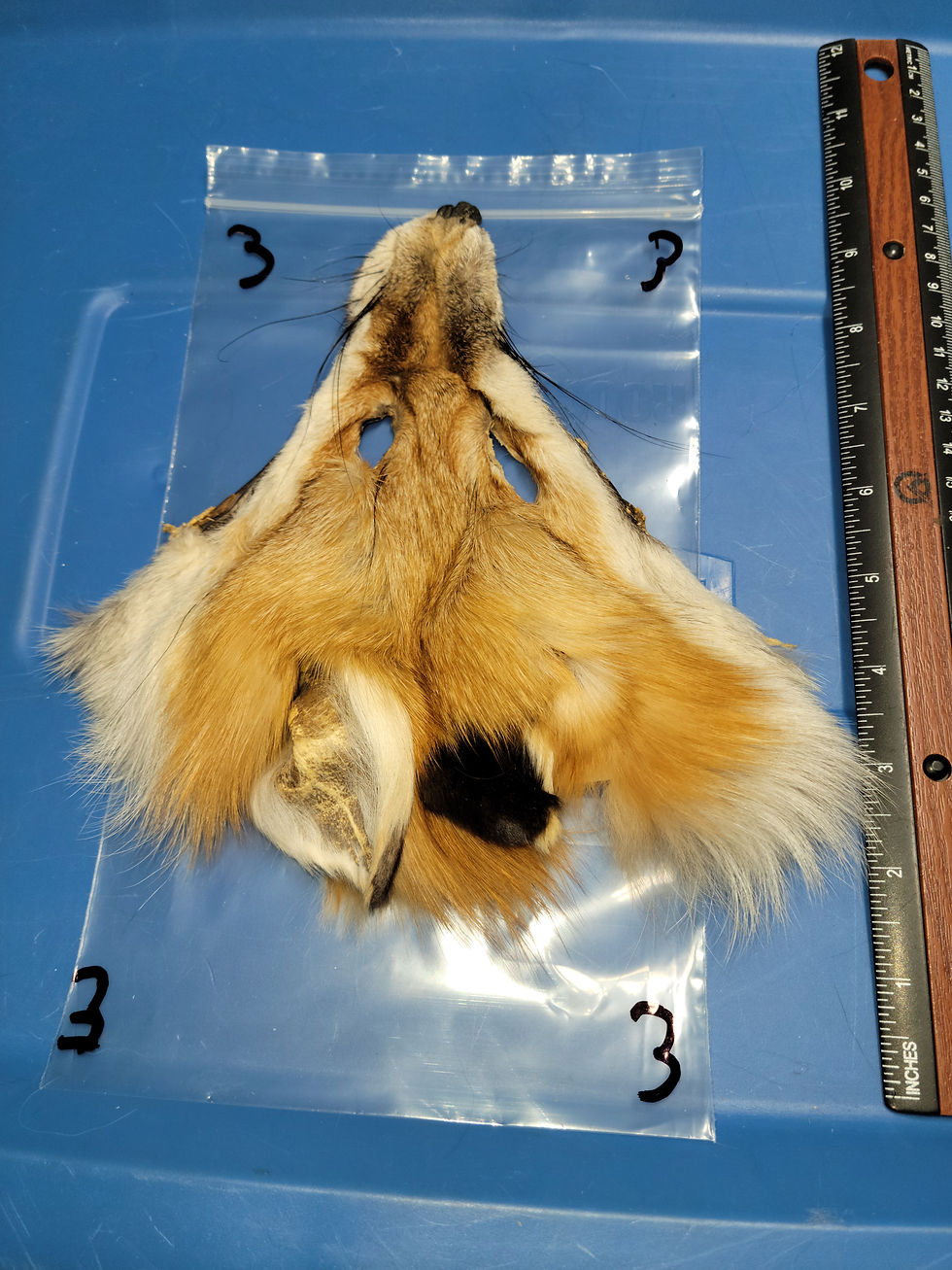 Miniature : Masque de Renard Roux AAA 1-7