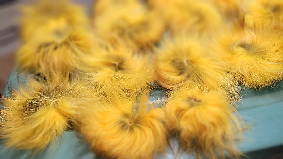 Miniature : Tanuki - Finn Raccoon Section de Queue - Tail Ring Naturel Jaune Sunburst