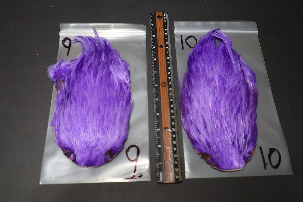 Thumbnail: Cou- Cape de Coq Super Select AAA  Teint Purple Monster 1-14