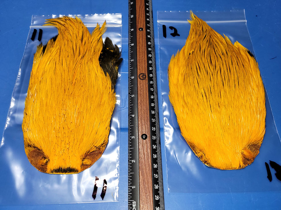 Thumbnail: Neck- Rooster Cape Super Select AAA Natural Badger Dyed Sunburst 1-30