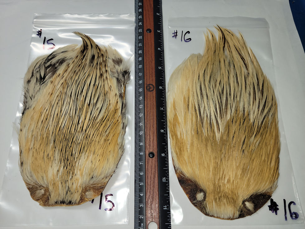 Miniature : Cou - Cape de Coq Super Select AAA Badger Pâle Naturel