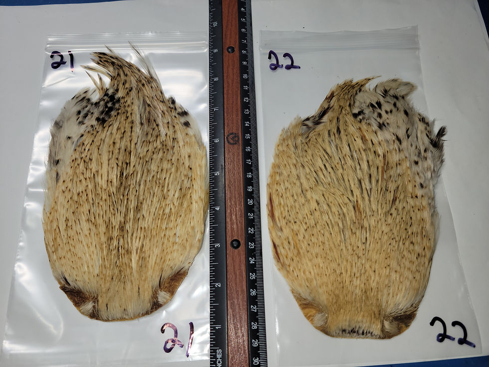 Thumbnail: Cou de Coq Super Select AAA Natural Light Barred Ginger Variant 1-26