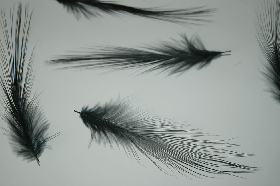 Thumbnail: AAA Black Dyed Heron Feathers
