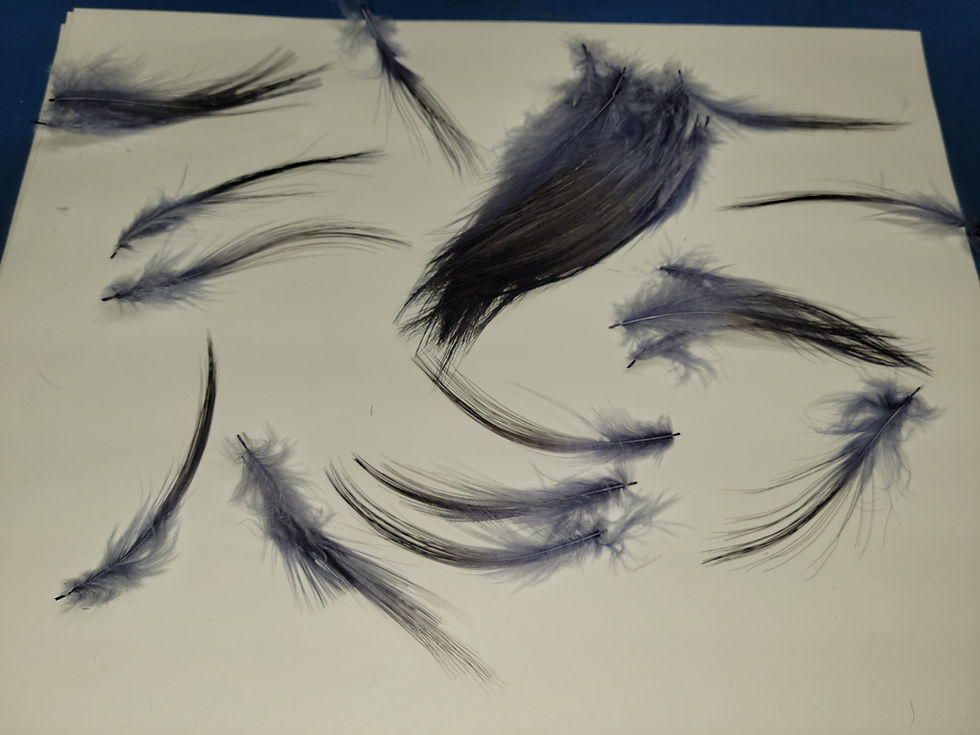 Miniature : Plumes AAA de Héron Teint Steel Gray