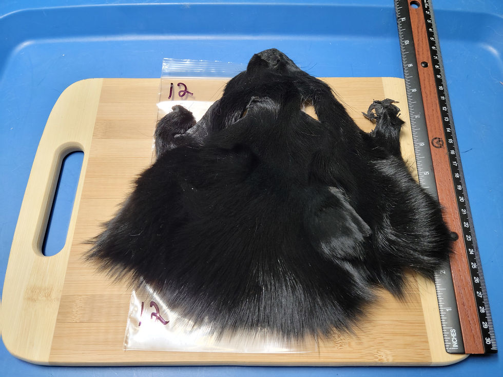 Thumbnail: Shadow Fox Mask Dyed Black AAA 8-14