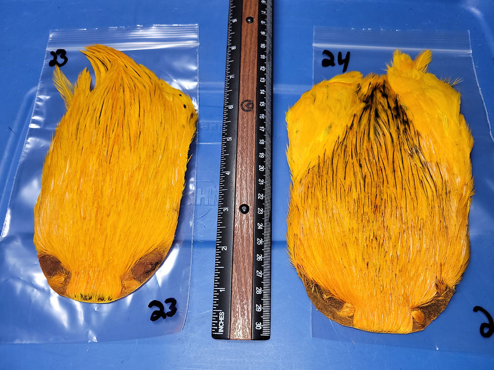 Thumbnail: Neck- Rooster Cape Super Select AAA Natural Badger Dyed Sunburst 1-30