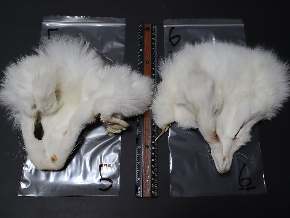 Thumbnail: Renard Arctique - Artic Fox Blanc Naturel Fox  AAA