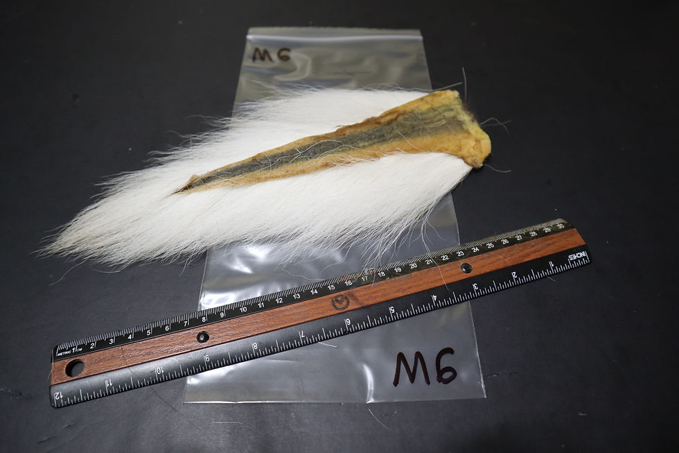 Miniature : Queue De Chevreuil (Cerf de Virginie) du Québec Super Select M1-M15