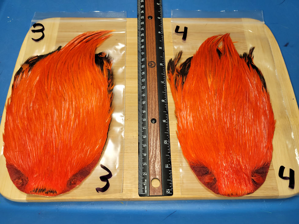 Thumbnail: Super Select Rooster Cape Neck AAA Natural Badger Dyed Orange 1-23
