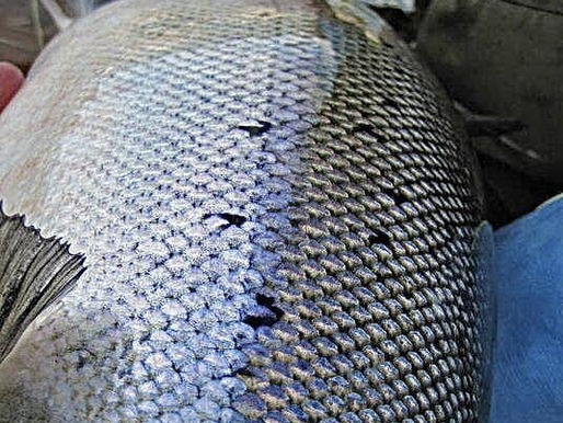 L’urgence de laisser respirer nos rivière.
