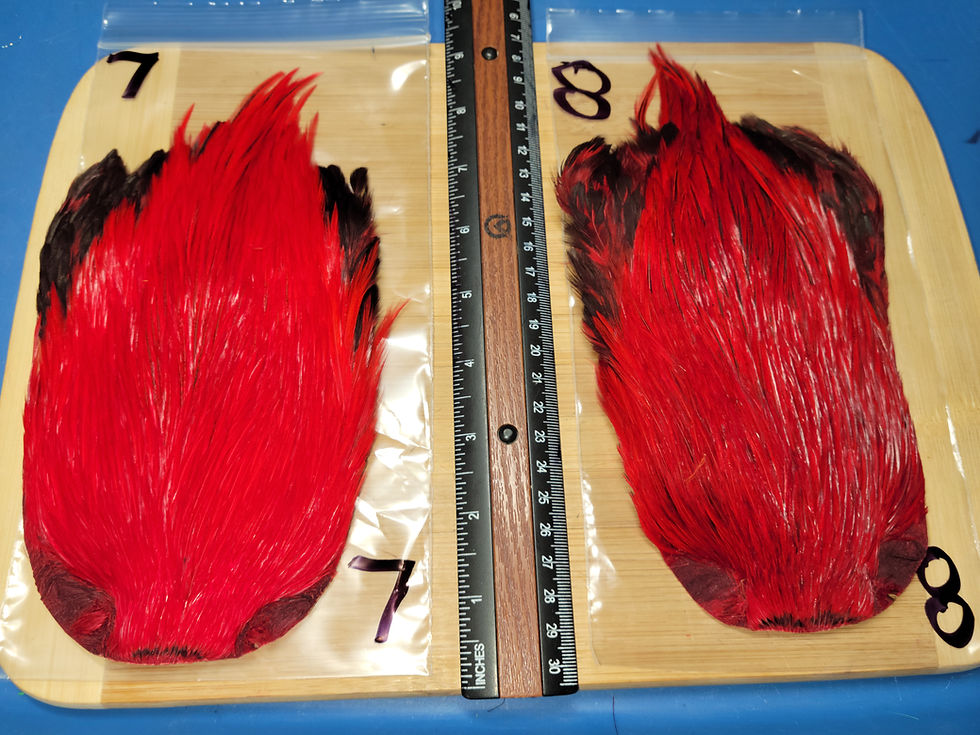 Thumbnail: Rooster Cape Super Select AAA Natural Badger Dyed Red  1-30