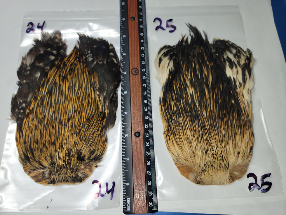 Miniature : Cou de Coq Super Select AAA Naturel Dark Badger Extra Foncé