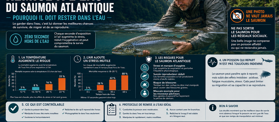 Remise à l’eau du saumon atlantique : le garder dans l’eau pour lui donner une véritable chance