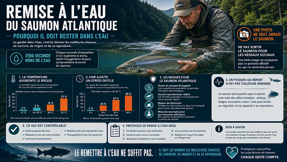 Remise à l’eau du saumon atlantique : le garder dans l’eau pour lui donner une véritable chance