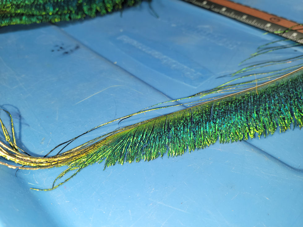 Miniature : Jumbo Sabre de Paon 12 à 14  Pouces- Couleur Naturelle - Qualité AAA