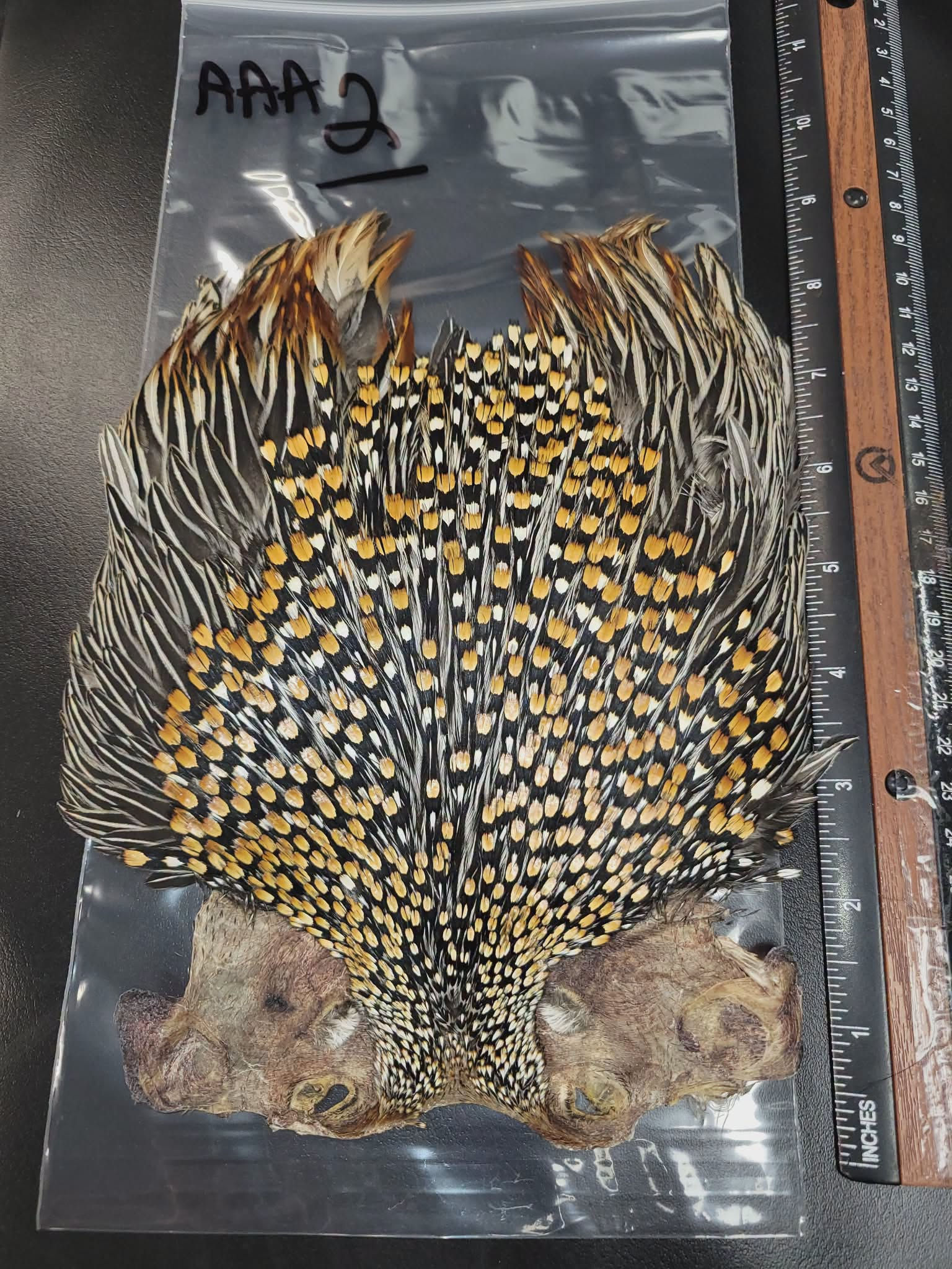 Coq De Sonnerat - Jungle Cock  A - AA - AAA - SUPER TOP Grade
